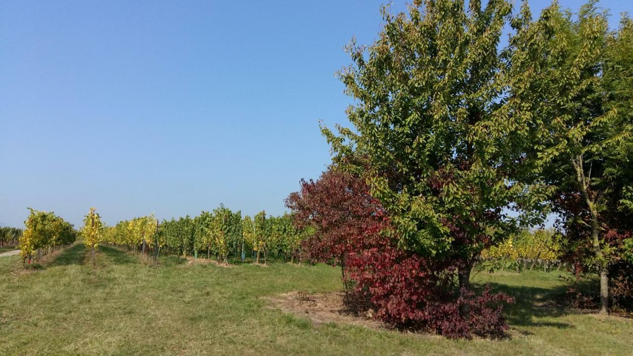 Gite "Le Piemont Des Vosges " Stotzheim Екстериор снимка